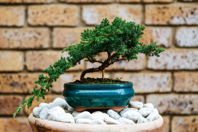 Cultivating Tranquility: The Art and Craft of Bonsai as a Soulful Hobby